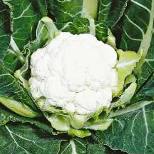 Monsoon Queen Sita 002 F1 Hybrid Cauliflower Seeds (129 Pis)