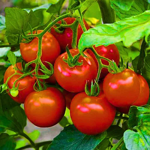 Agriseeds Best F1 Hybrid Tomato Seeds (129 Pis)