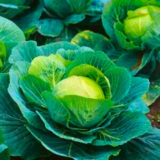 Agriseeds F1 Hybrid Cabbage Seeds (129 Pis)