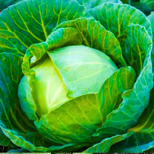 Arpita 002 F1 Hybrid Cabbage Seeds (129 Pis)