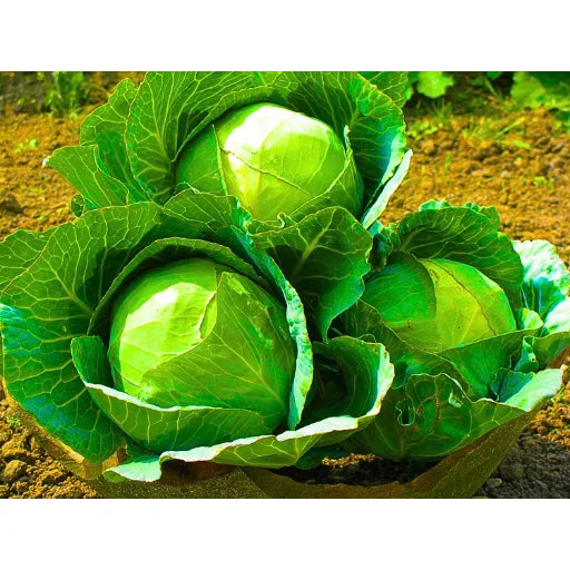 Agriseeds Sonali 210 F1 Hybrid Cabbage Seeds (129 Pis)