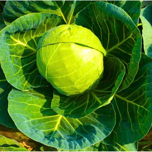 Agriseeds Nikita 99 F1 Hybrid Cabbage Seeds (129 Pis)