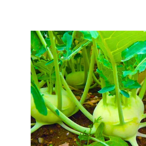 Agriseeds Nikita 008 F1 Hybrid kohlrabi Seeds (129 Pis)