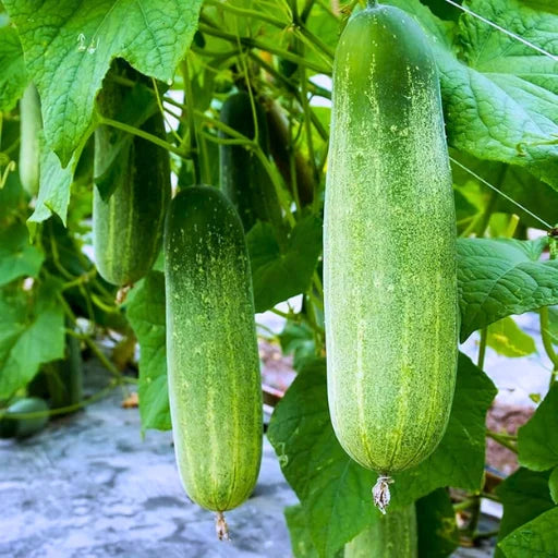 Agriseeds Sark F1 Hybrid Cucumber Seeds 129 Pis