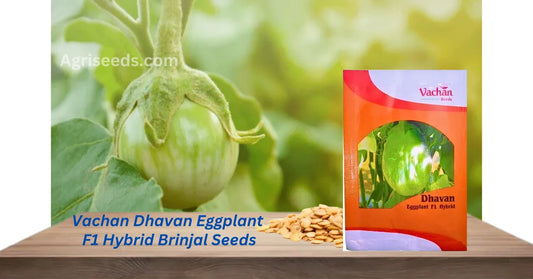 New Vachan Dhavan Eggplant F1 Hybrid Brinjal Seeds