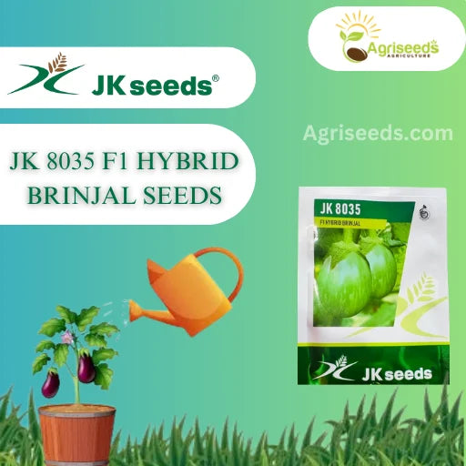 New JK 8035 F1 Hybrid Brinjal Seeds