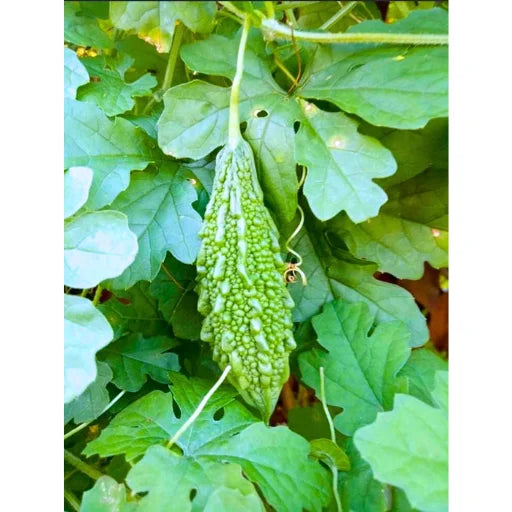 Agriseeds Kalinga F1 Hybrid Bitter Gourd Seeds 29 Pis