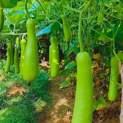 Agriseeds Rekha F1 Hybrid Bottel Gourd Seeds 129 Pis