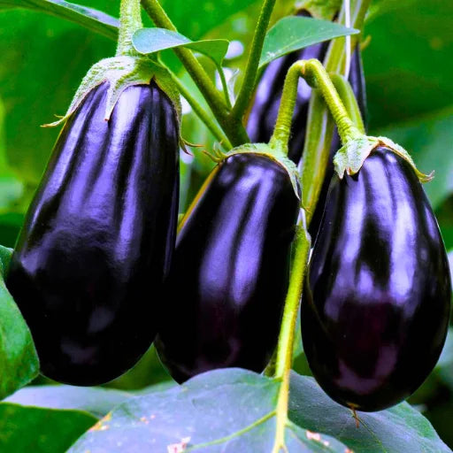 Agriseeds Arpita 08 Viraj F1 Hybrid Brinjal Seeds 129 Pis