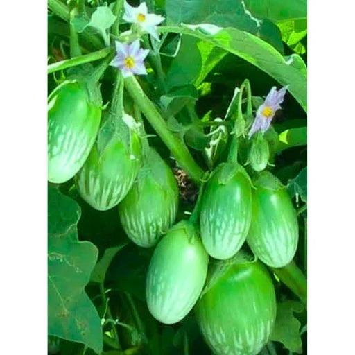 Agriseeds Ritu F1 Hybrid Brinjal Seeds 129 Pis