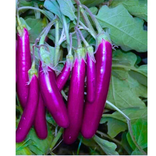 Agriseeds Viraj F1 Hybrid Brinjal Seeds 129 Pis