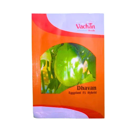 New Vachan Dhavan Eggplant F1 Hybrid Brinjal Seeds