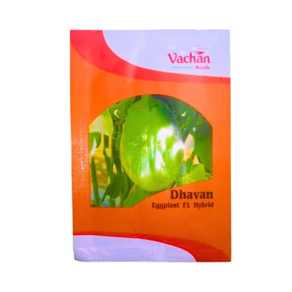 New Vachan Dhavan Eggplant F1 Hybrid Brinjal Seeds