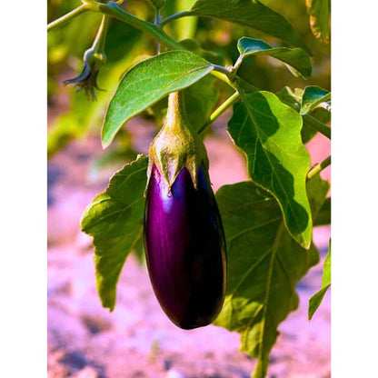 Agriseeds Anu F1 Hybrid Brinjal Seeds 129 Pis