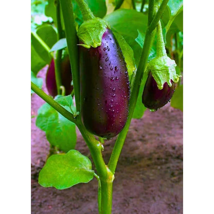 Agriseeds Rupali F1 Hybrid Brinjal Seeds 129 Pis