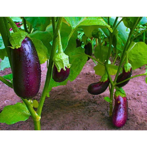 Agriseeds Rekha F1 Hybrid Brinjal Seeds 129 Pis