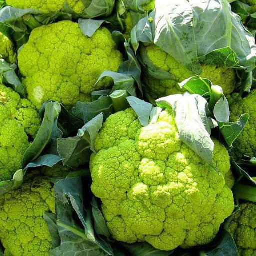 Agriseeds Soni F1 Hybrid Broccoli Seeds 129 Pis