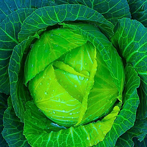 Agriseeds 007 F1 Hybrid Cabbage Seeds (129 Pis)