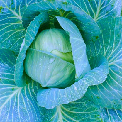 Bharat 175 F1 Hybrid Cabbage Seeds (129 Pis)