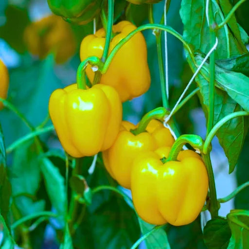 Agriseeds Anu F1 Hybrid Capsicum Seeds 129 Pis