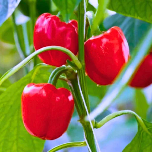 Agriseeds Red Queen F1 Hybrid Capsicum Seeds 129 Pis