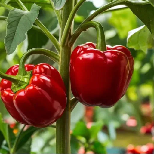 Agriseeds Sonali F1 Hybrid Capsicum Seeds 129 Pis