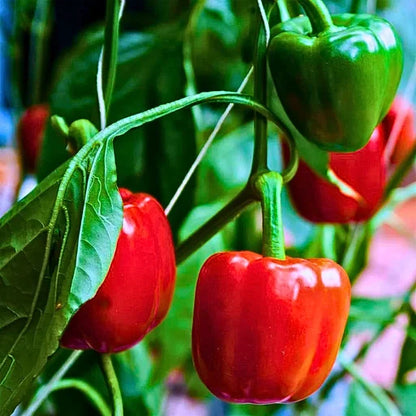 Agriseeds Chintu F1 Hybrid Capsicum Seeds 129 Pis