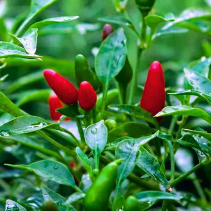 Agriseeds Rina F1 Hybrid Chilli Seeds 129 Pis