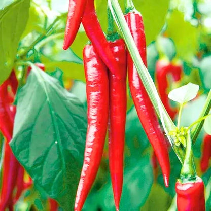 Agriseeds Megha F1 Hybrid Chilli Seeds 129 Pis