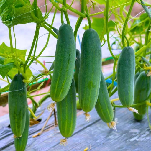 Agriseeds M82B F1 Hybrid Cucumber Seeds 129 Pis