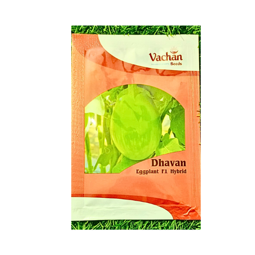 Vachan Dhavan f1 Hybrid Brinjal Seeds