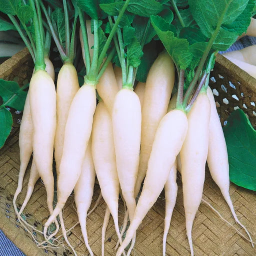 Agriseeds Rekha F1 Hybrid Radish Seeds 129 Pis