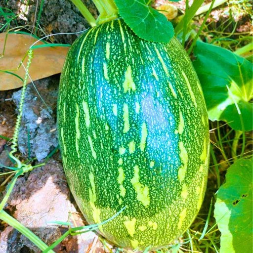 Agriseeds AC80 F1 Hybrid Pumpkin Seeds 39 Pis