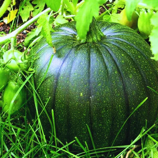 Agriseeds Rekha F1 Hybrid Pumpkin Seeds 129 Pis