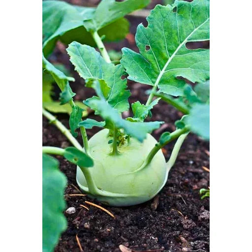 Agriseeds Rupa 2530 F1 Hybrid kohlrabi Seeds (129 Pis)