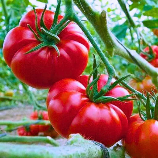 Twins F1 Hybrid Tomato Seeds (129 Pis)