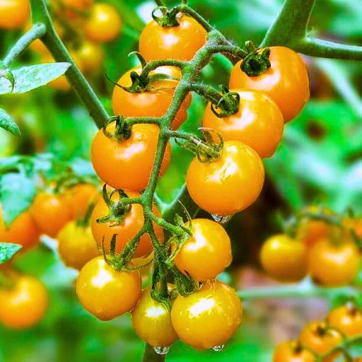 Yello Queen F1 Hybrid Tomato Seeds (129 Pis)