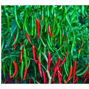 Agroseeds Rani 002 F1 Hybrid Chilli Seeds (129 Pis)