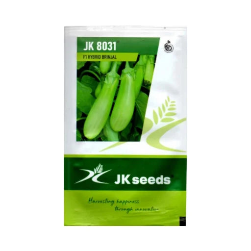 Jk 8031 F1 Hybrid Brinjal Seeds