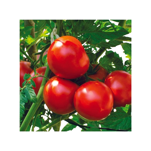 kiran sasmita tomato f1 hybrid seeds