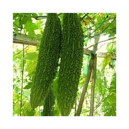 puja bitter gurd f1 hybrid karela seeds