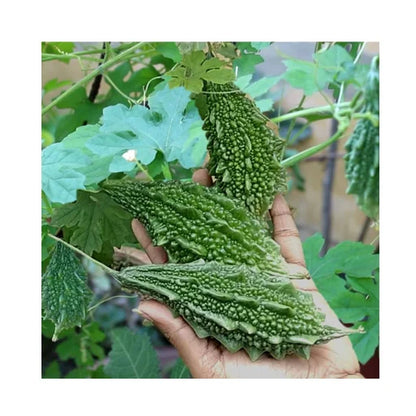 Jyoti Fy Hybrid Bitter Gourd Seeds