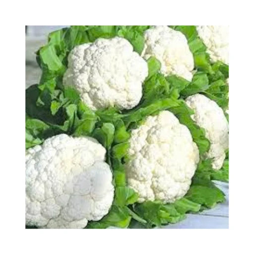 Jamuna 05 F1 Hybrid Cauliflower  Seeds (129 Pis)