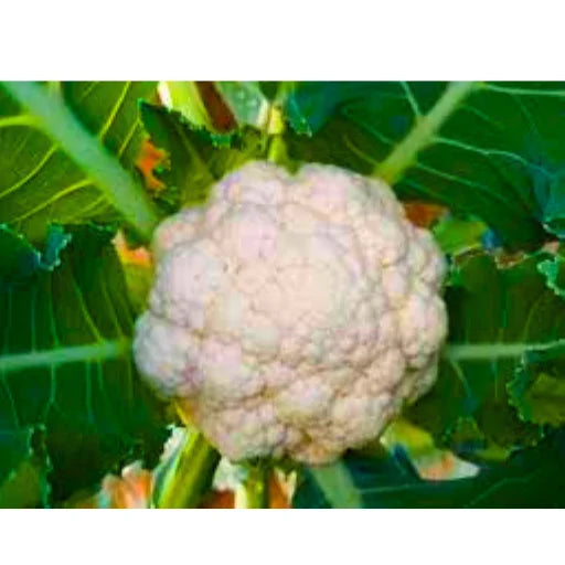 New Arpita 07 F1 Hybrid Cauliflower Seeds (129 Pis)