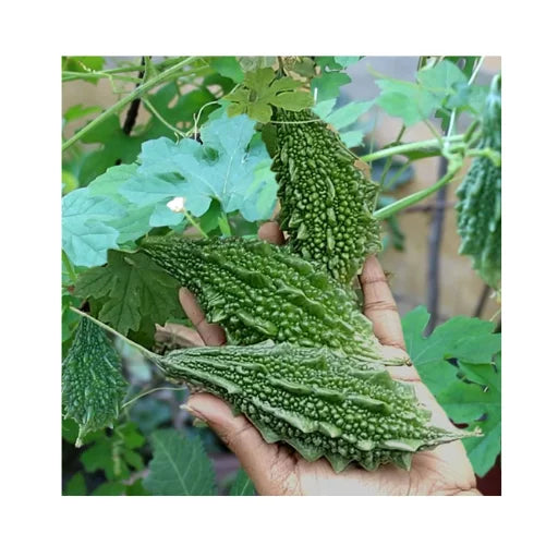 Saraswati F1 Hybrid Bitter Gourd Seeds