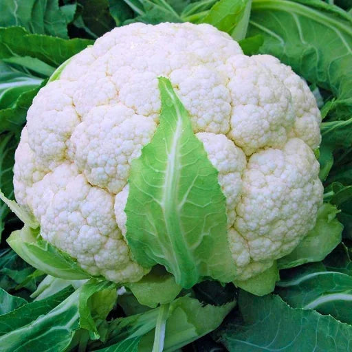 Unisem F1 Hybrid Cauliflower Seeds (129 Pis)