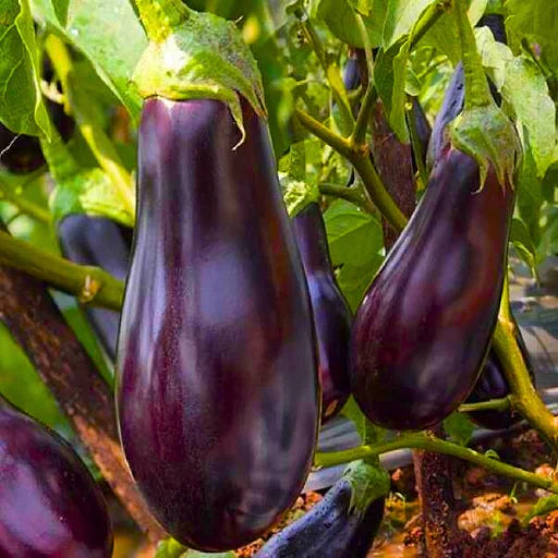 Agriseeds Queen Rani 20 F1 Hybrid Brinjal Seeds (129 Pis)