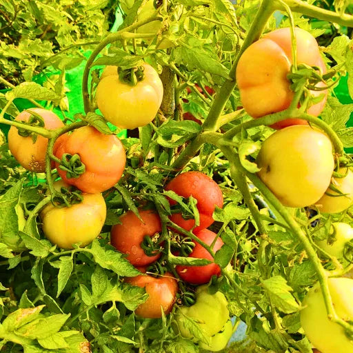 New F1 Hybrid Tomato Seeds (129 Pis)