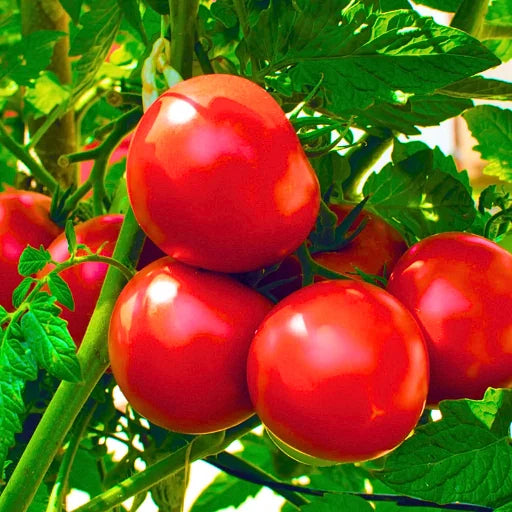 Queens 909 F1 Hybrid Tomato Seeds (129 Pis)