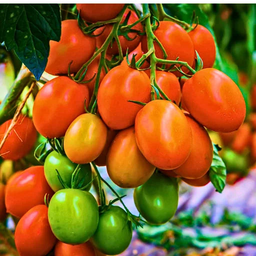 Red Queen 005 F1 Hybrid Tomato Seeds (129 Pis)